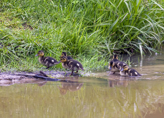 group of ducklings