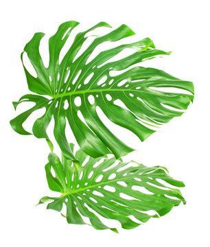Two tropical leaves