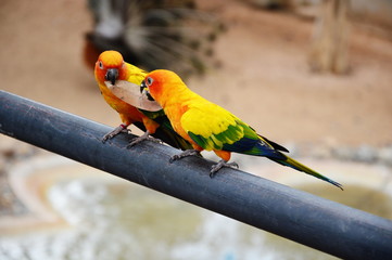 parrots hold leaf in the mouth