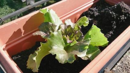 Insalata coltivata sul balcone