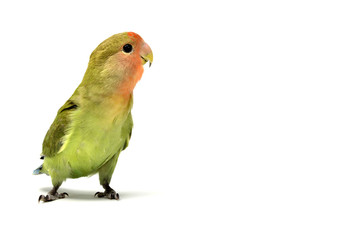 Agapornis roseicollis