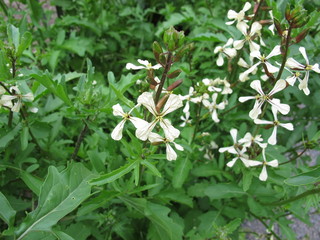 Garten-Senfrauke, eruca sativa