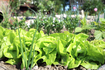 Young lettuce and celery in eco garden