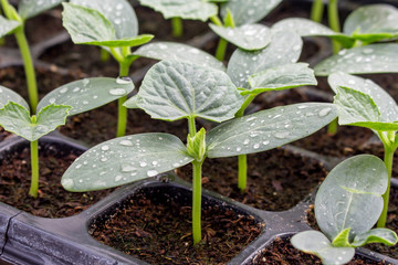 cucumber seedling on tray in greenhouse.