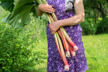 Woman holds rhubarb