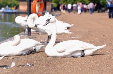 White swans on the embankment in London. England.