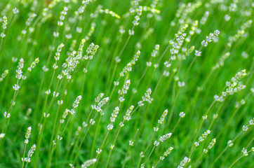 The composition of the green shoots of lavender