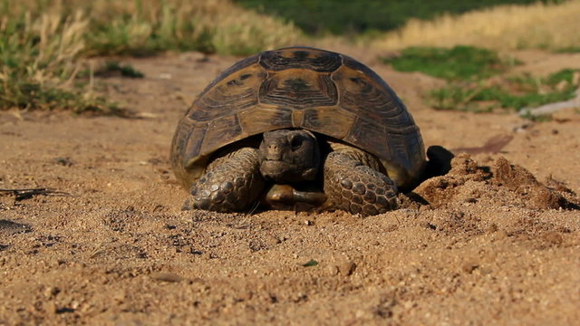 Spur-thighed tortoise (testudo graeca ibera)