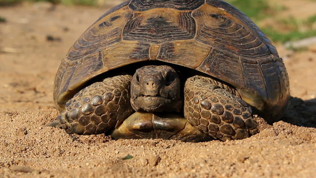 Spur-thighed tortoise (testudo graeca ibera)