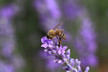 Honey bee on blooming lavender flowers closeup