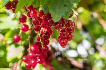 Red Currant
