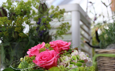 Rose Blumen