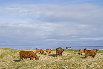 Hochlandrinder