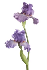 Photo sur Plexiglas Iris iris