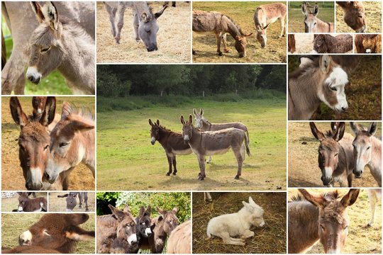 photo collage donkeys