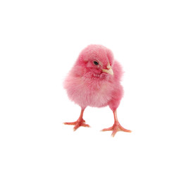 pink chick