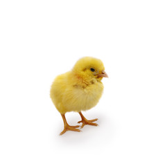 chick standing