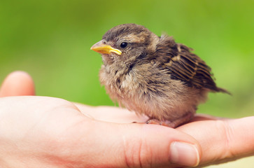 Cute baby sparrow in hand