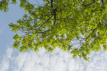spring leaves