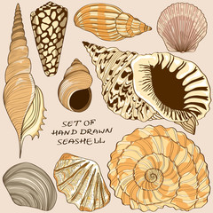 Set of isolated seashell icons
