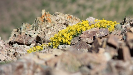 fleurs des montagnes d'Iran