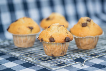 Home made tasty chocolate chip muffins on cooling rack