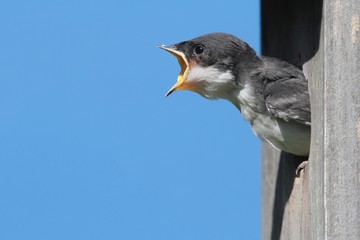 Baby Tree Swallow Begging For Food
