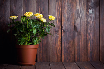 yellow roses in pot on wooden table