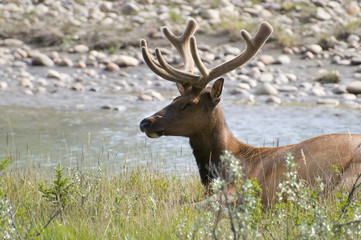 Elk Resting