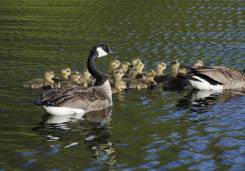 Obraz premium Geese and the Goslings