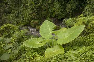 Jewels of Indonesia - Bali