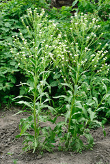 Horseradish (Cochlearia armoracia)  blossom