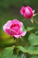 Pink roses in the garden.