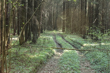 Лес. Дорога © rhegc