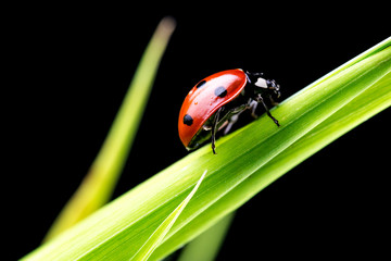 Ladybug on green grass