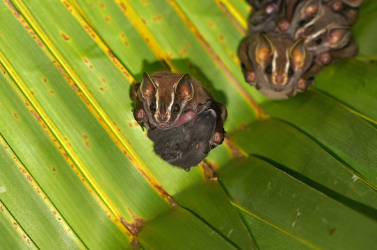 Bat under palm leaf