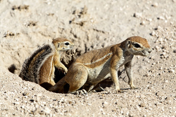 Erdhörnchen Mutter mit Kleinem
