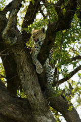 Fototapeta na wymiar Leopard leckt Maul auf Baum