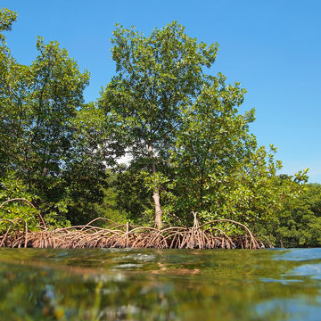 Mangrove from water surface