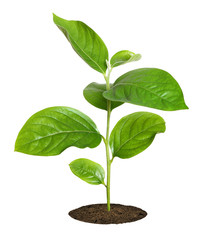 small green seedling in the ground isolated over white
