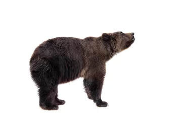 Fototapeten Brown bear, Ursus arctos © Farinoza
