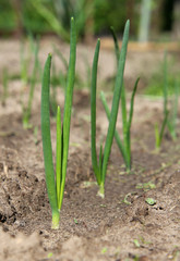 close-up of the onion plantation