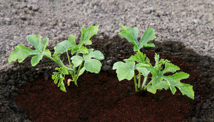 small green seedling in the ground