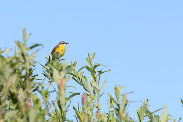 Yellow Wagtail, [Motacilla flava]
