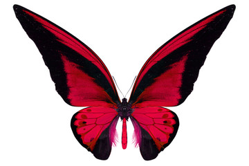 beautiful butterfly isolated on white