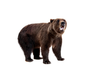 Brown bear, Ursus arctos