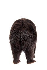 Brown bear, Ursus arctos