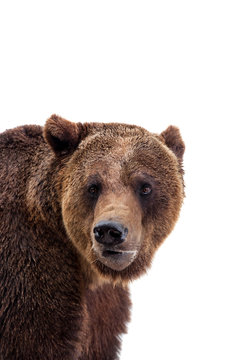 Brown bear, Ursus arctos