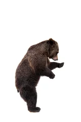 Foto auf Glas Brown bear, Ursus arctos © Farinoza