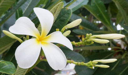 Frangipani Flower